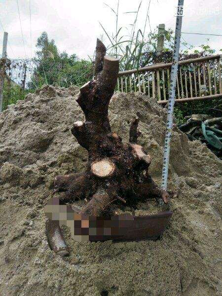 广西和云南的清香木下山桩  哪个好 图片