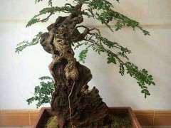 广西和云南的清香木下山桩  哪个好 图片