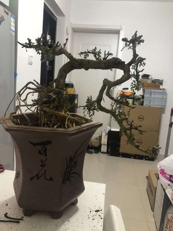 这颗是正宗清香木下山桩吗 帮忙看看 图片