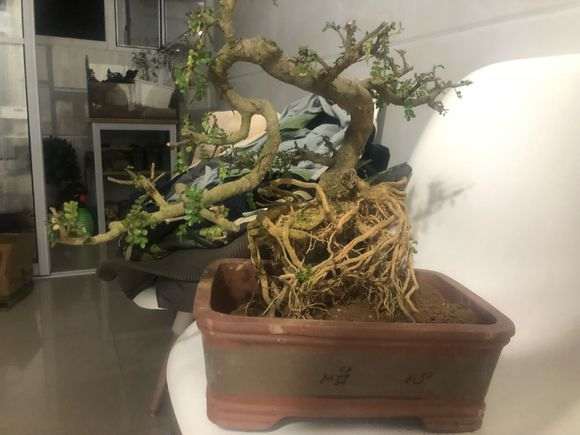 这颗是正宗清香木下山桩吗 帮忙看看 图片