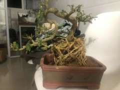 这颗是正宗清香木下山桩吗 帮忙看看 图片