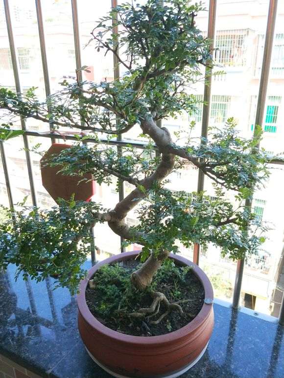 清香木下山桩和蚊怕草是同种植物吗