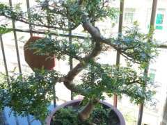 清香木下山桩和蚊怕草是同种植物吗