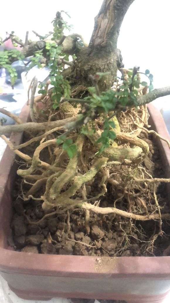 怎么栽培清香木下山桩的方法 图片