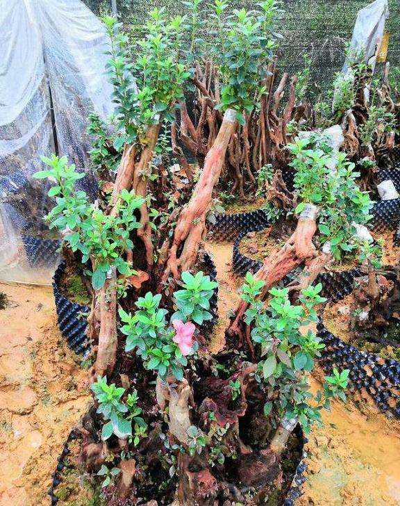 怎么栽培清香木下山桩的方法 图片