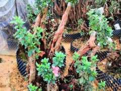 怎么缠膜栽培清香木下山桩的方法