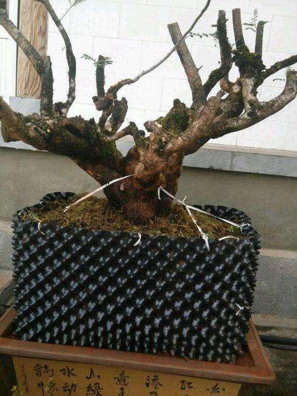 为什么清香木下山桩非常快20天左右发芽