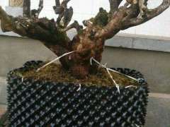 为什么清香木下山桩套袋20天左右发芽