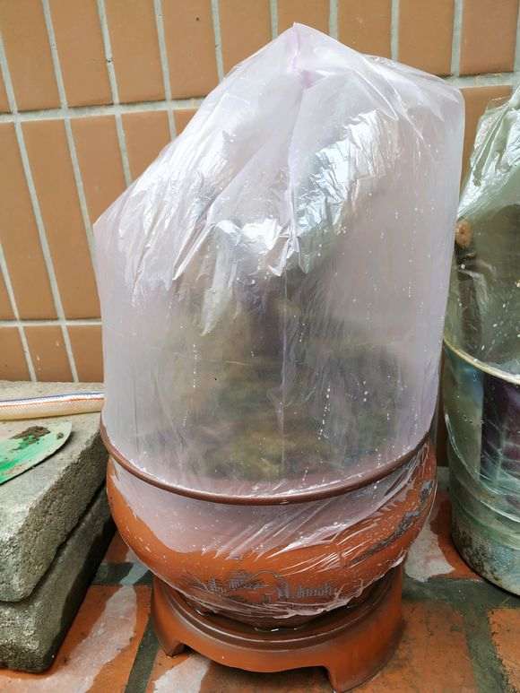 清香木下山桩怎么套袋发芽的方法 图片