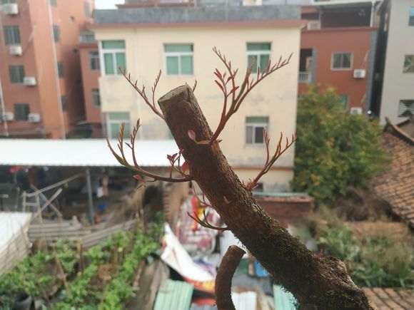 图解 清香木下山桩怎么套袋发芽的方法