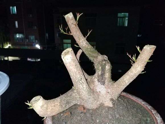 图解 清香木下山桩怎么套袋发芽的方法