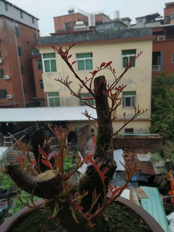 图解 清香木下山桩怎么套袋发芽的方法