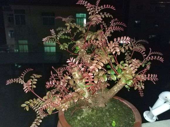 图解 清香木下山桩怎么套袋发芽的方法