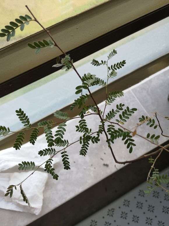 这是什么树 是清香木下山桩 图片