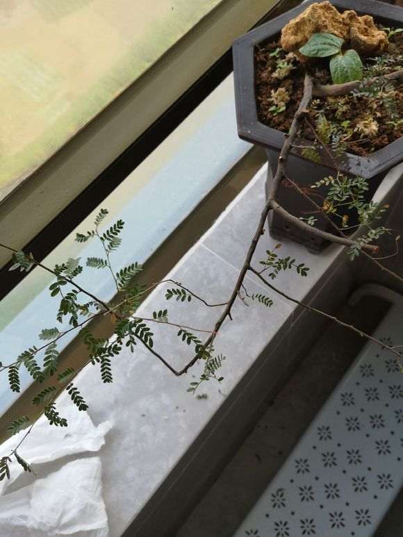 这是什么树 是清香木下山桩 图片