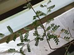 这是什么树 是清香木下山桩 图片