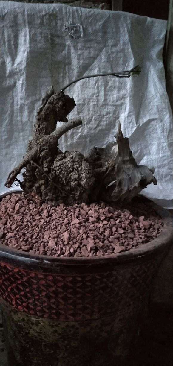 新挖清香木下山桩 160元 图片