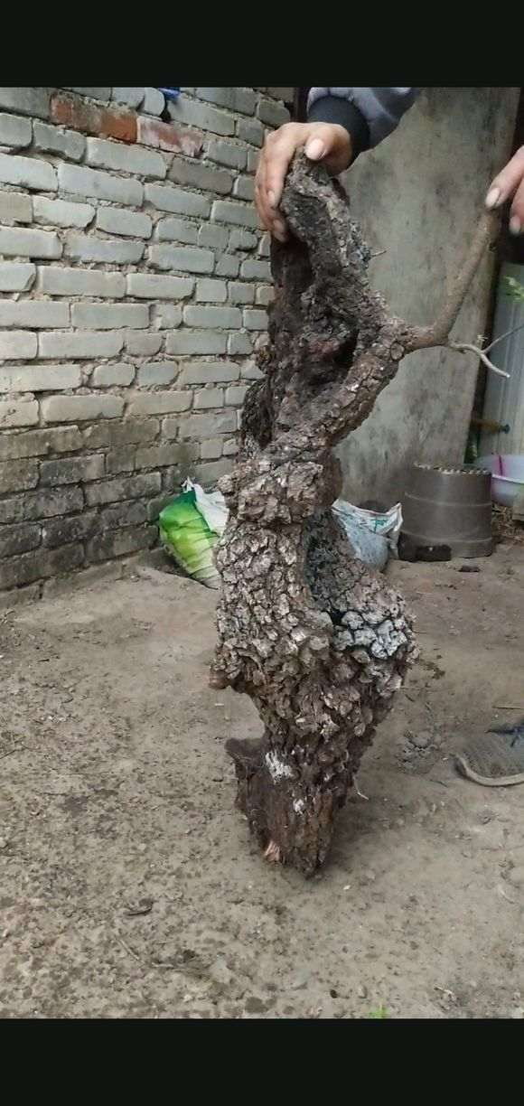 新挖清香木下山桩 160元 图片