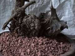 新挖清香木下山桩 160元 图片