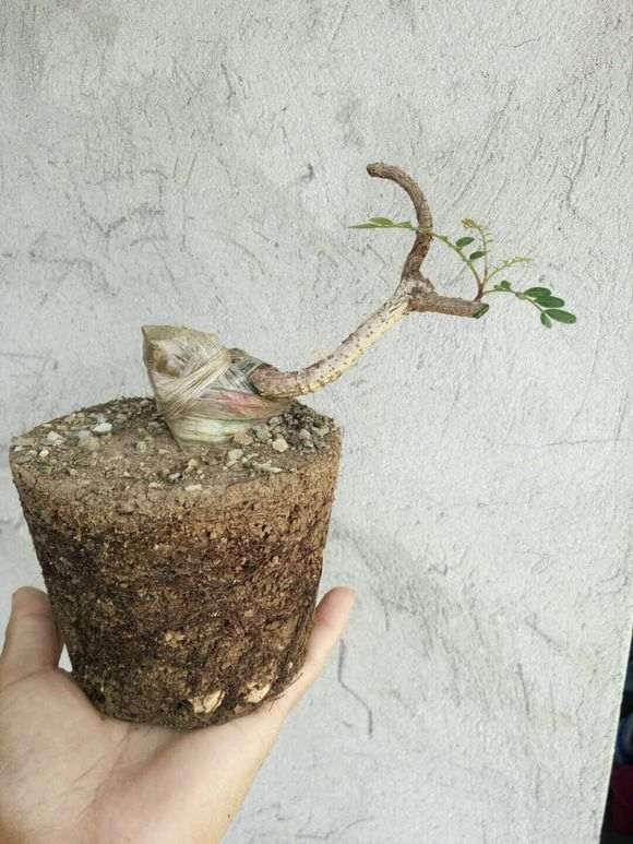 栽培清香木下山桩怎么用土的方法 图片