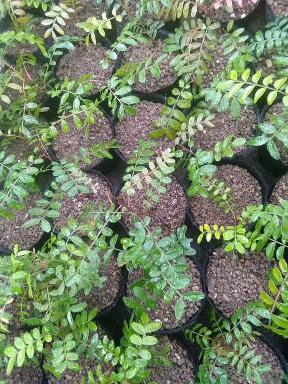 栽培清香木下山桩怎么用土的方法 图片