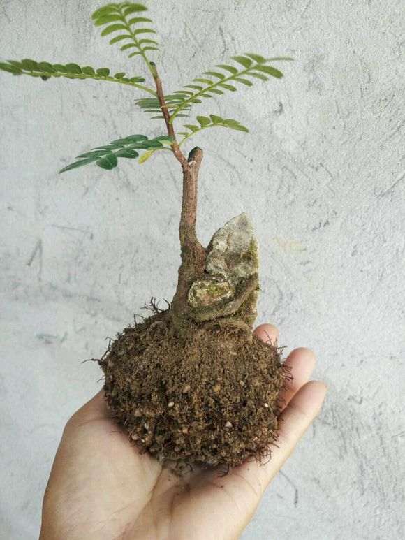 栽培清香木下山桩怎么用土的方法 图片