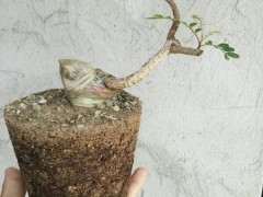 栽培清香木下山桩怎么用土的方法 图片