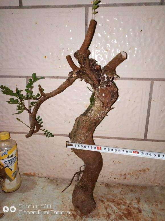 12.18 广西清香木下山桩 怎么样 图片