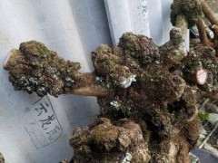 12.18 广西清香木下山桩 可以吗 图片