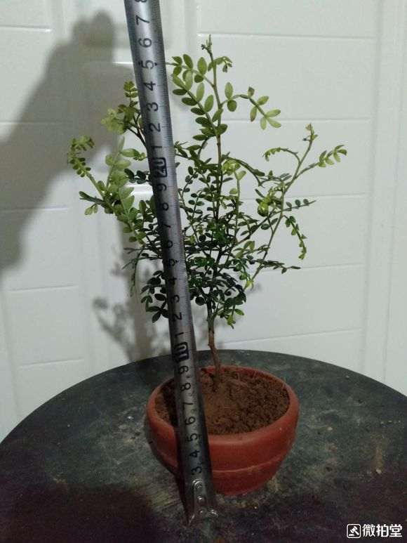 这到底是清香木下山桩 还是胡椒木 图片