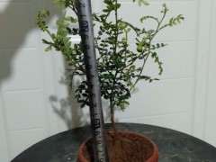 这到底是清香木下山桩 还是胡椒木 图片