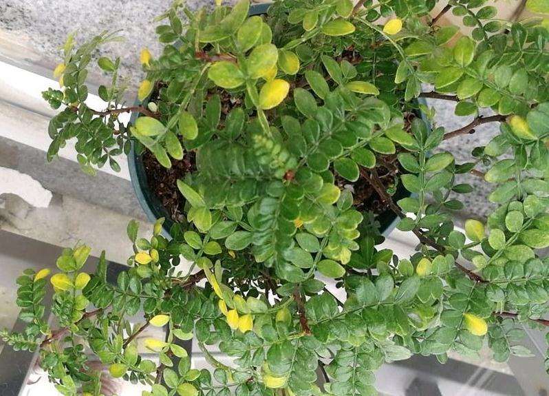 这个清香木下山桩是什么情况 冬天掉叶