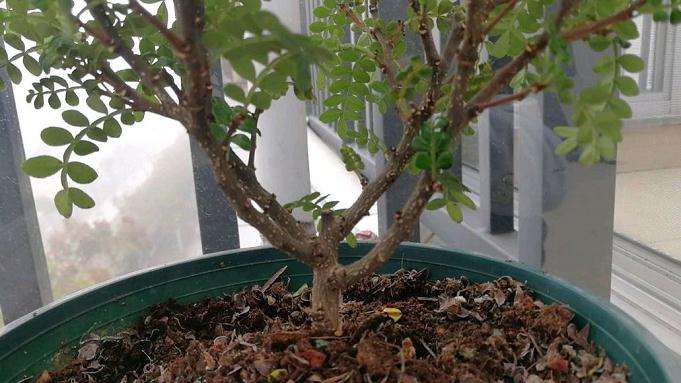 这个清香木下山桩是什么情况 冬天掉叶