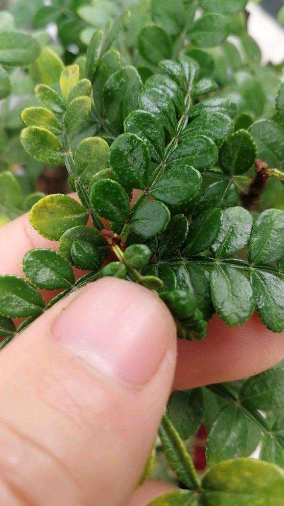 这个清香木下山桩是什么情况 冬天掉叶