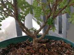 这个清香木下山桩是什么情况 冬天掉叶