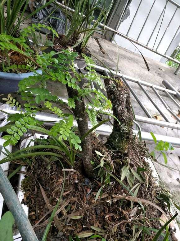 清香木下山桩来芽了 怎么样 图片