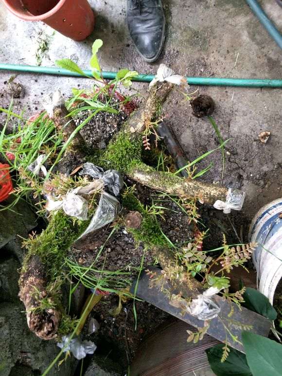 清香木下山桩来芽了 怎么样 图片