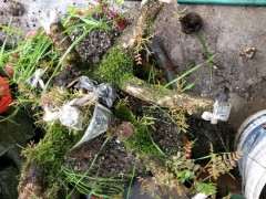 清香木下山桩来芽了 可以吗 图片