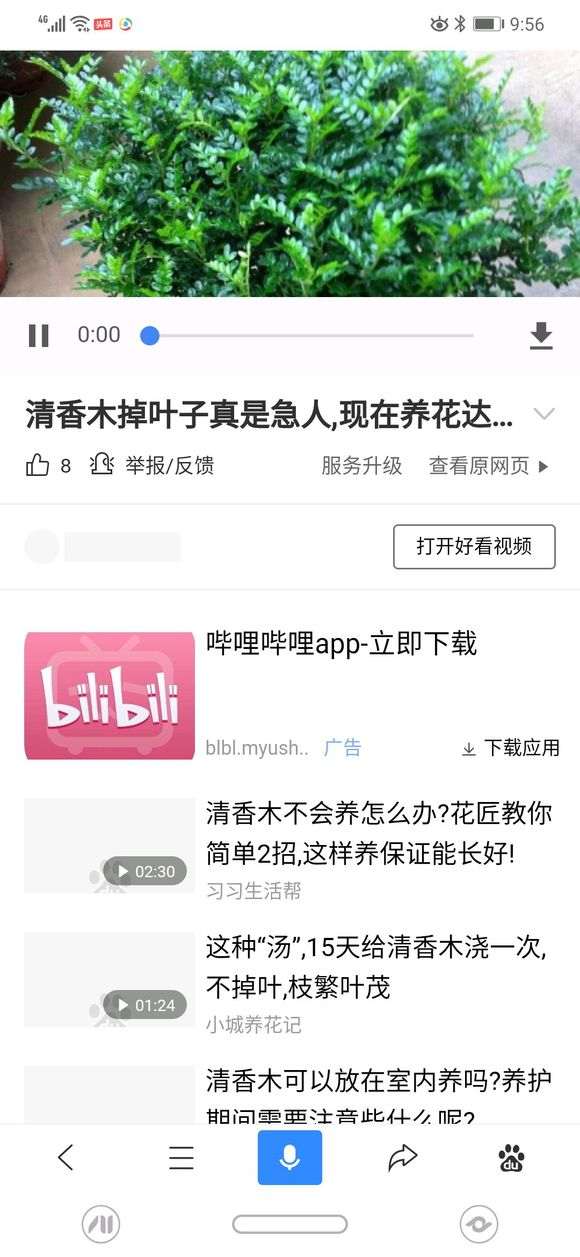 为什么都把胡椒木当清香木下山桩卖 图片