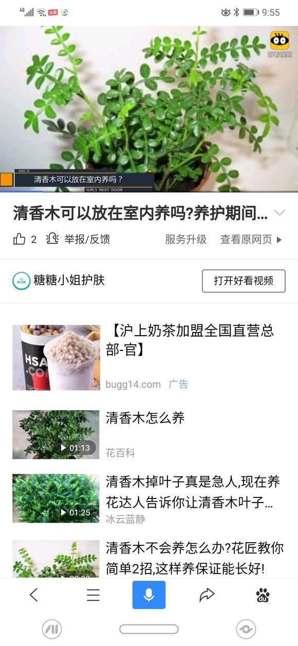 为什么都把胡椒木当清香木下山桩卖 图片