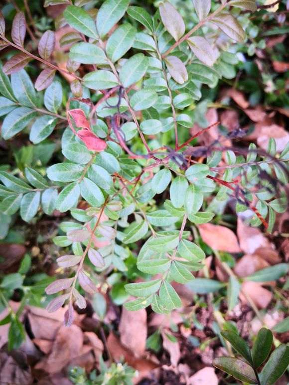 这是清香木下山桩吗 大理种了很多 图片