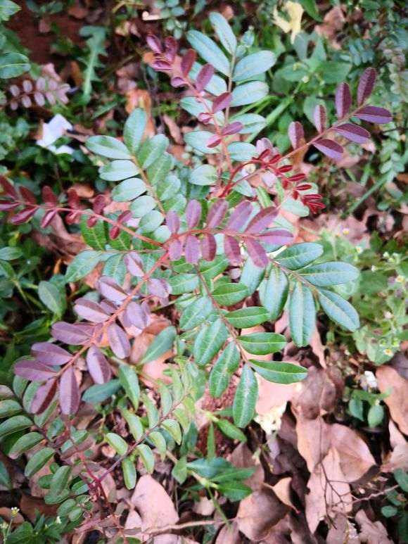 这是清香木下山桩吗 大理种了很多 图片