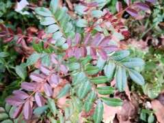 这是清香木下山桩吗 大理种了很多 图片