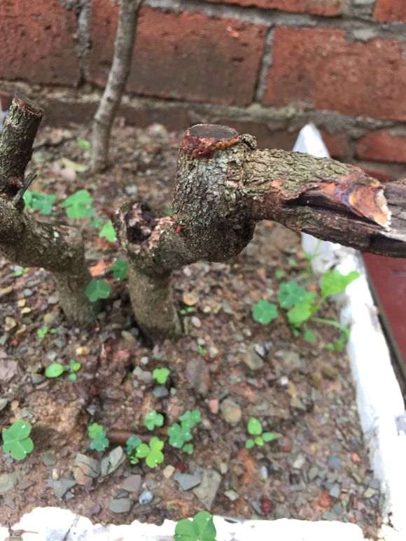 种了1个月的清香木下山桩 发芽了 图片