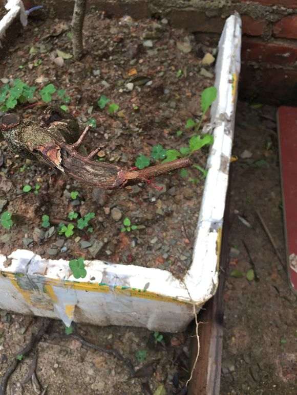 种了1个月的清香木下山桩 发芽了 图片