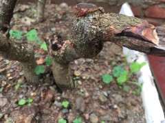 种了1个月的清香木下山桩 发芽了 图片