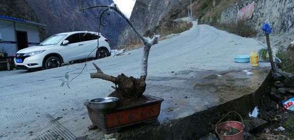 第一次栽清香木下山桩 一定要活啊 图片