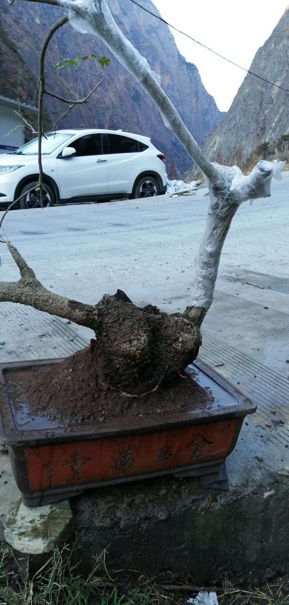 第一次栽清香木下山桩 一定要活啊 图片