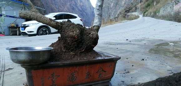 第一次栽清香木下山桩 一定要活啊 图片