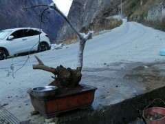 第一次栽清香木下山桩 一定要活啊 图片